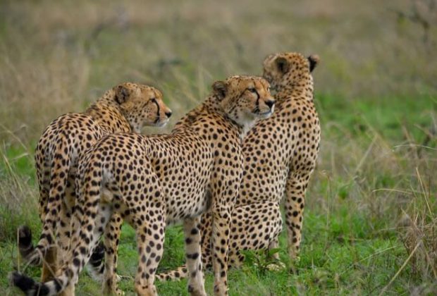 afrishare cheetah