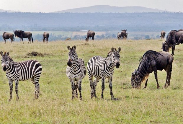 zebra and wilderbeest